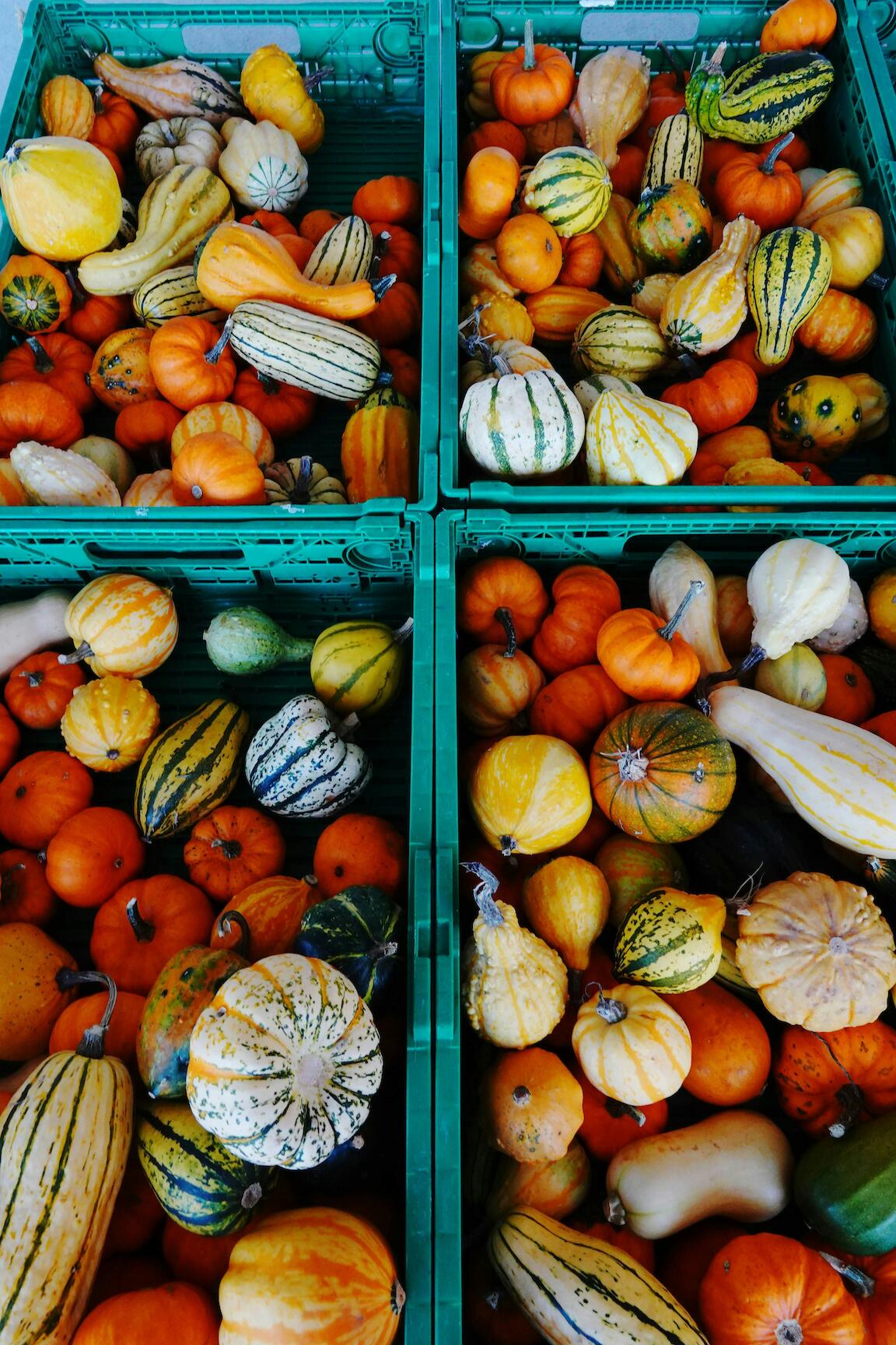 Kürbisse in Boxen
