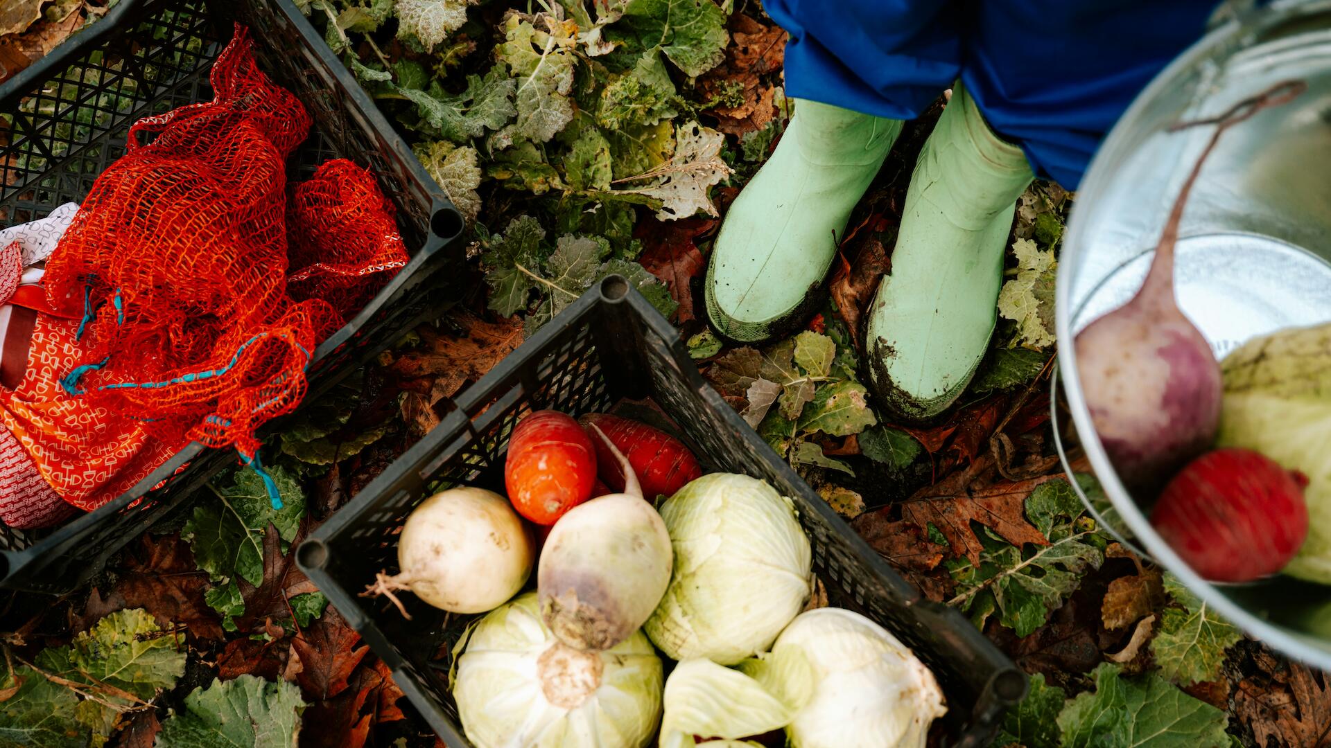 Blick auf die Gartenarbeit von oben. Gummistiefel und eine Kiste voller Zwiebeln.