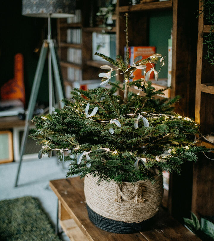 Weihnachtsbaum im Topf.