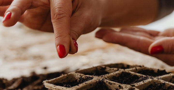 Eine Hand verteilt Samen in Anziehschälchen.