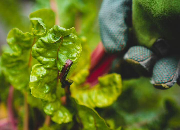 Jemand erntet Mangold.