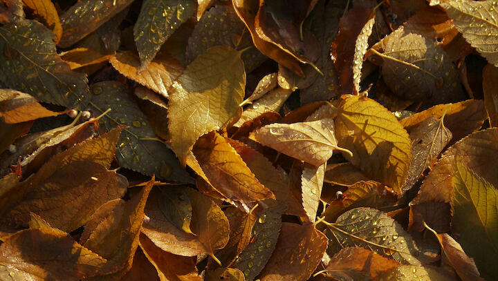 Nasses Laub von oben fotografiert.