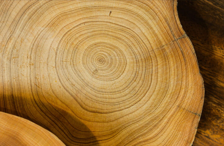 Eine Holzscheibe zeigt den Querschnitt eines Holzstammes mit Jahresringen.