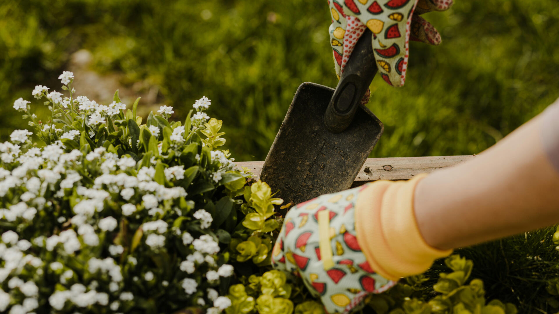 Hände mit Gartenhandschuhen halten eine Schaufen über einem Beet
