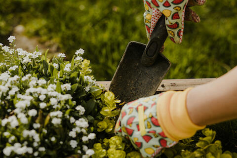 Hände mit Gartenhandschuhen halten eine Schaufen über einem Beet