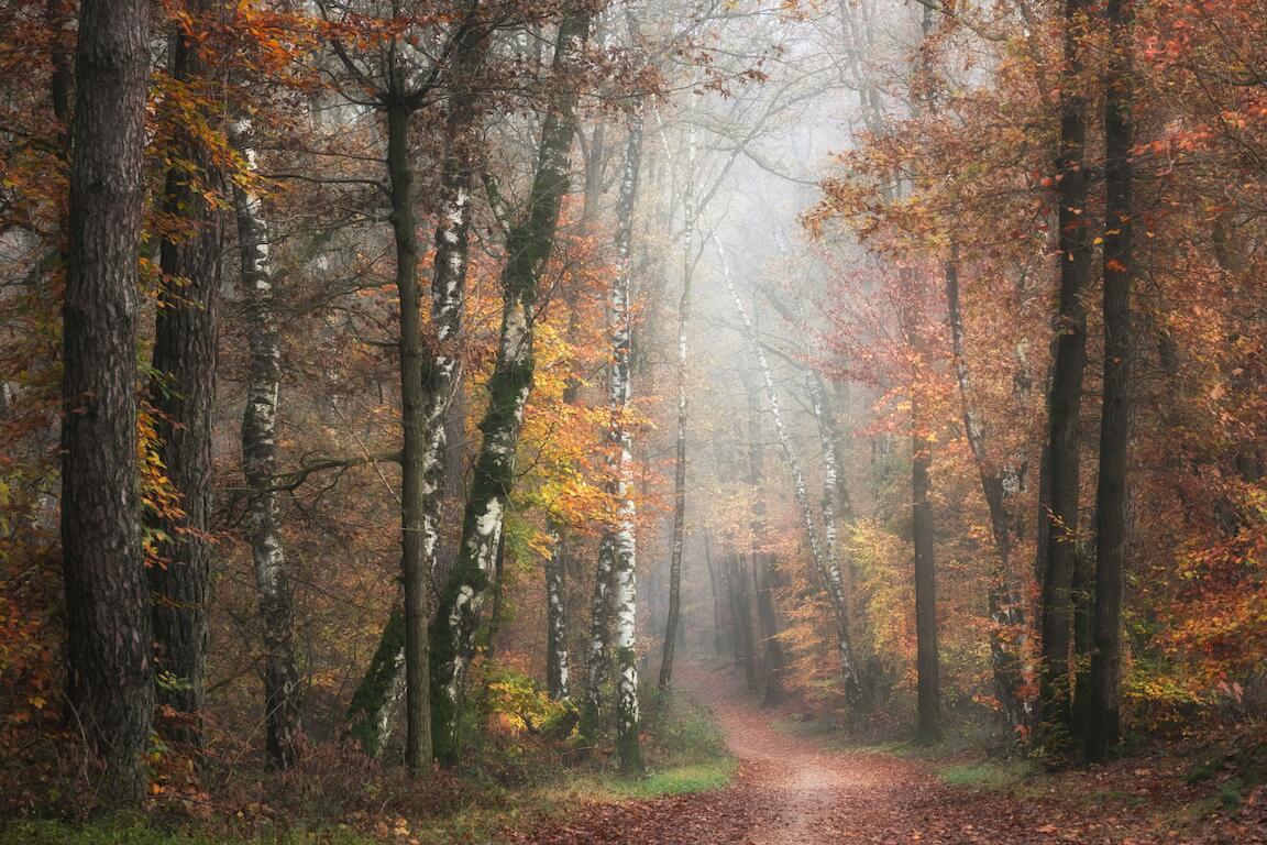 Ein herbstlicher Wald.