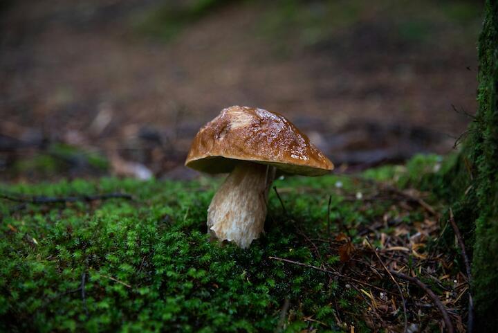 Ein Pilz, der auf Moos steht