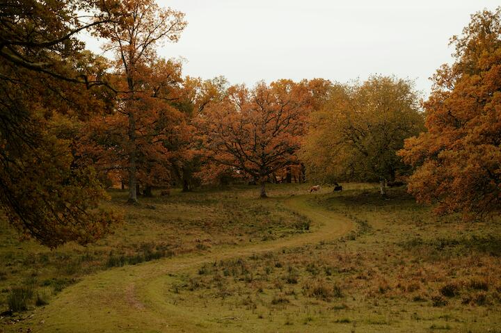 Ein Wanderweg im herbstlichen Wald